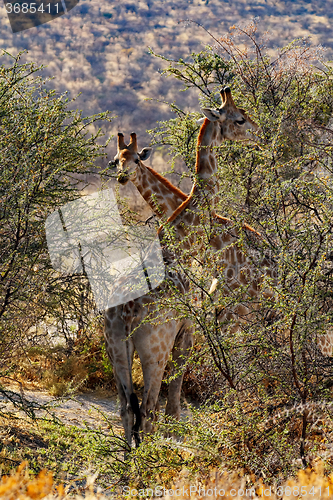 Image of adult female giraffe with calf grazzing