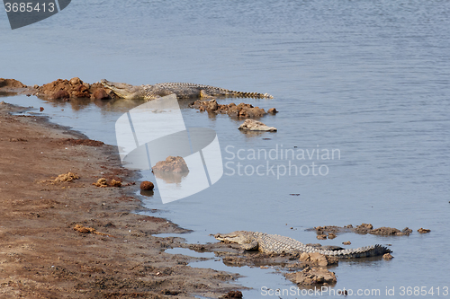 Image of Portrait of a Nile Crocodile