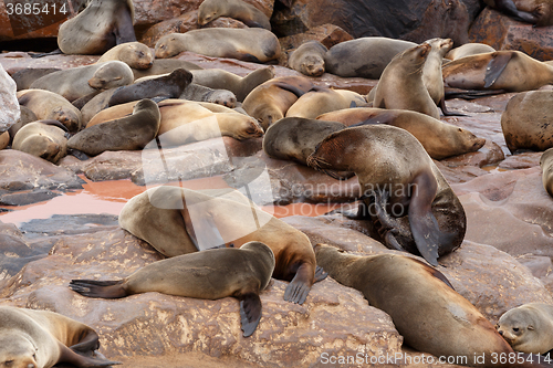 Image of sea lions in Cape Cross, Namibia, wildlife