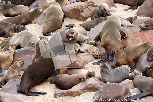 Image of sea lions in Cape Cross, Namibia, wildlife