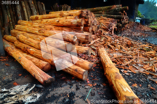 Image of Mangrove tree at charcoal factory