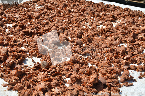 Image of Nutmeg dry by the sun
