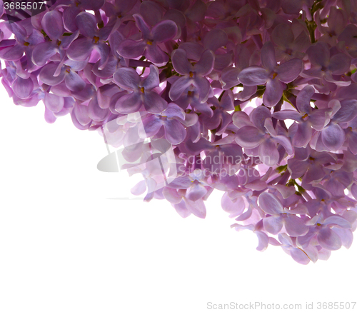 Image of lilac flower isolated