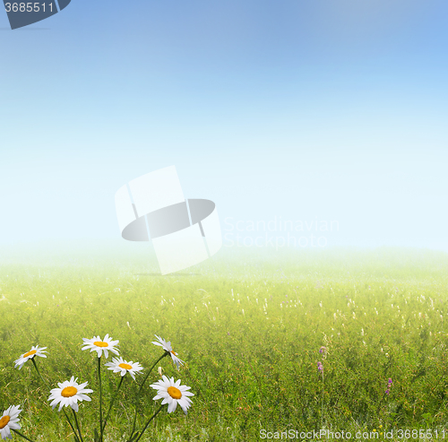 Image of summer landscape with camomile flowers
