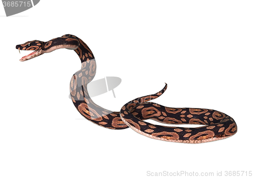 Image of Ball Python on White