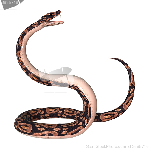 Image of Ball Python on White