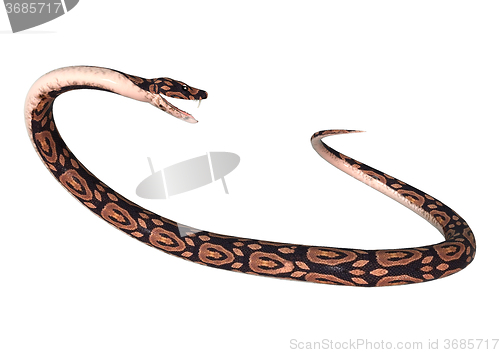 Image of Ball Python on White