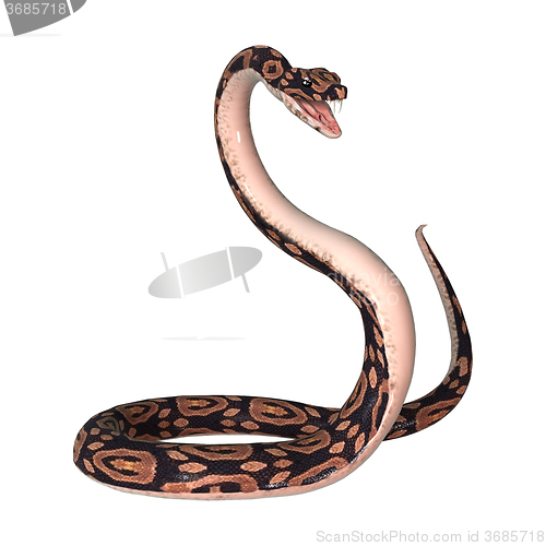 Image of Ball Python on White