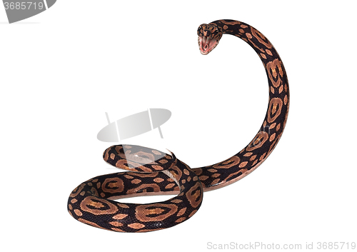 Image of Ball Python on White