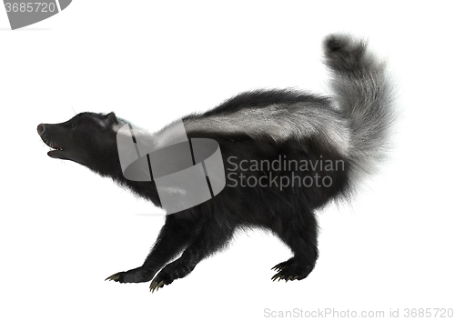 Image of Striped Skunk on White