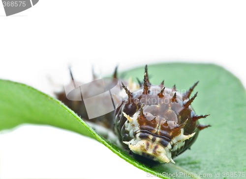 Image of caterpillar