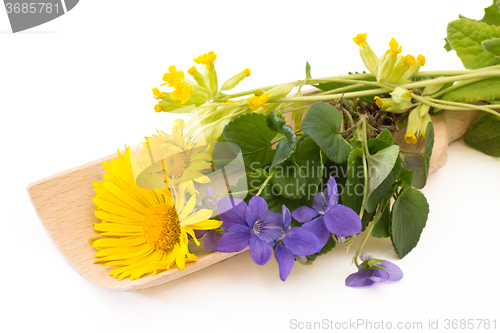 Image of Coltsfoot and violets on a wooden scoop