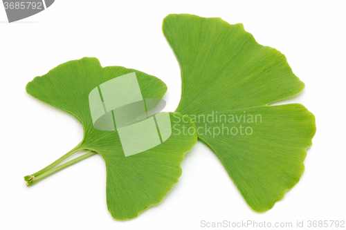 Image of Two ginkgo leaves