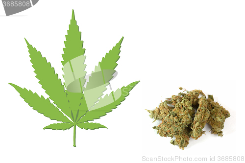 Image of Cannabis sativa