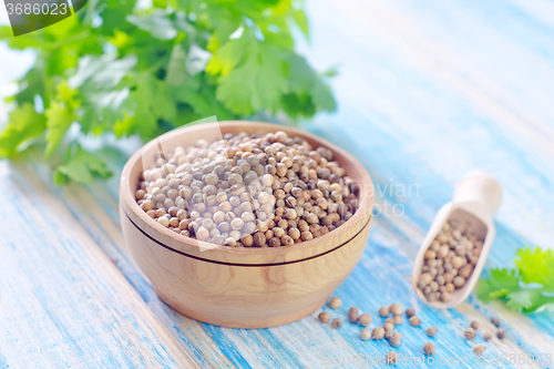 Image of coriander