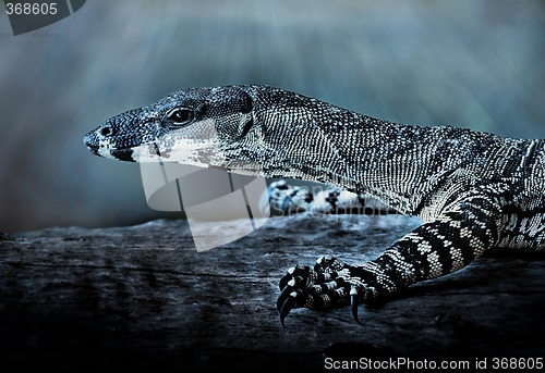 Image of moonlit goanna