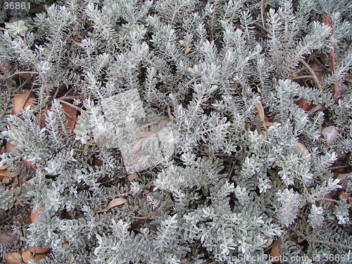 Image of grass