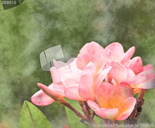Image of frangipani colour grunge