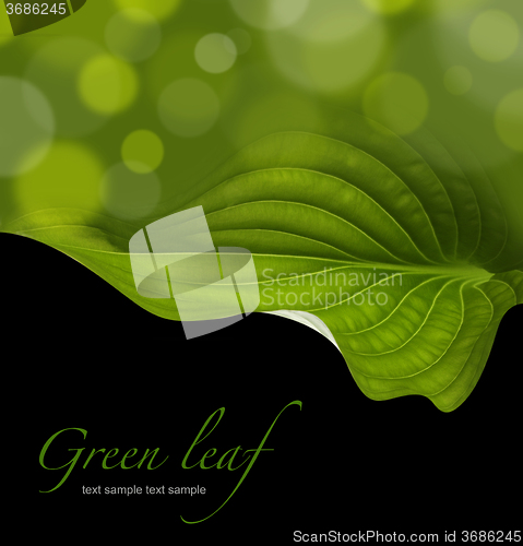 Image of green leaf background