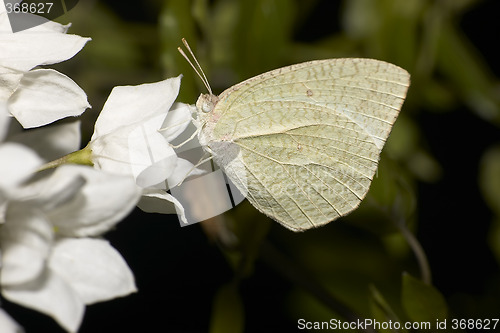 Image of white moth and flower