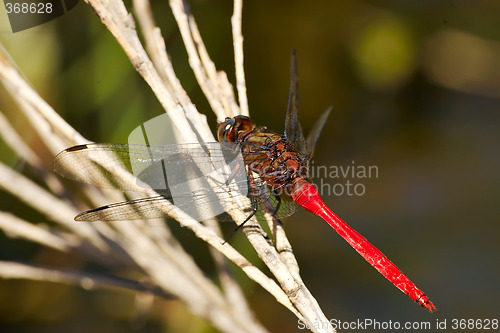 Image of red dragonfly