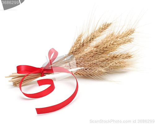 Image of ear of wheat on white