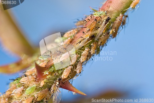 Image of aphids