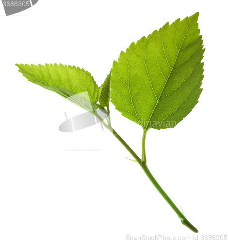 Image of green leaf isolated