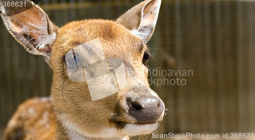 Image of young deer