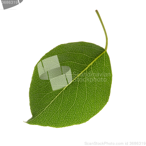 Image of close up green leaf isolated