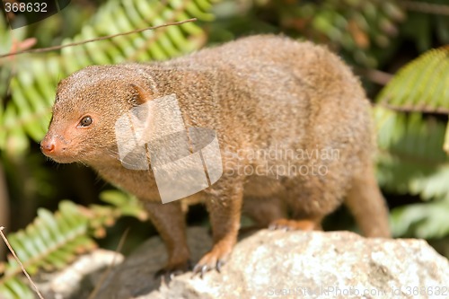 Image of dwarf mongoose