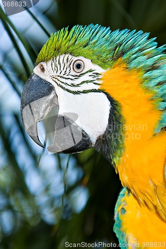 Image of macaw