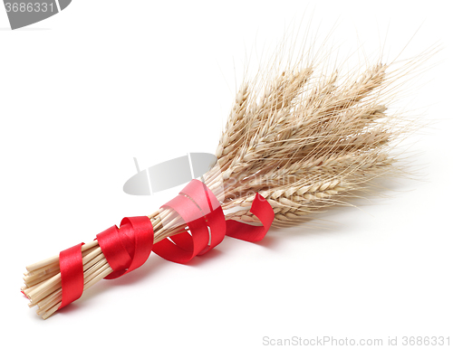 Image of ear of wheat on white