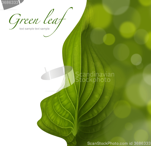 Image of green leaf background