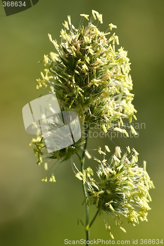 Image of grass seed