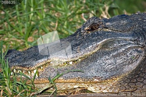 Image of alligator