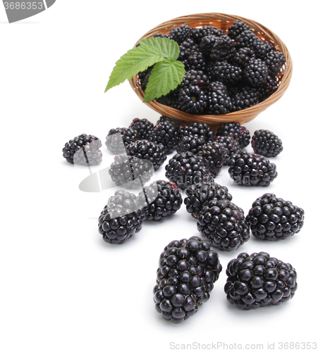 Image of Fresh blackberry with leaf in basket