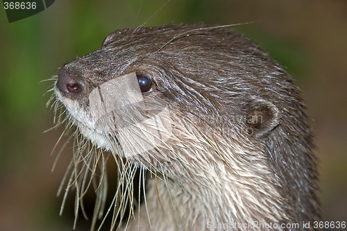 Image of otter