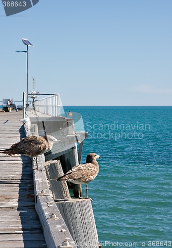 Image of two birds at sea