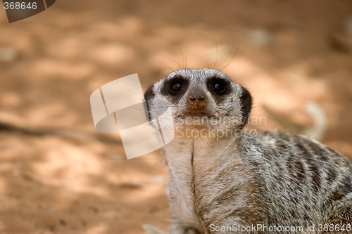 Image of meerkat