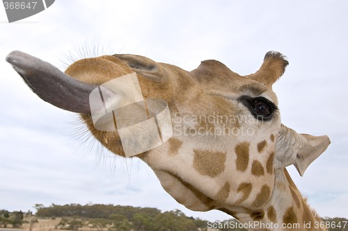 Image of giraffe up close with tongue out