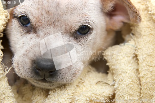 Image of fox terrier pup wrapped in a towel