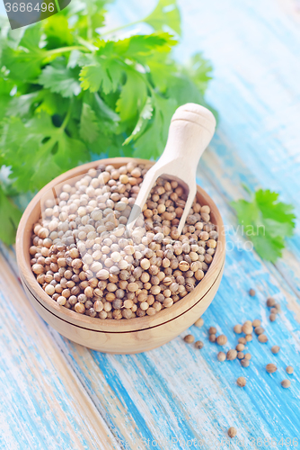 Image of coriander