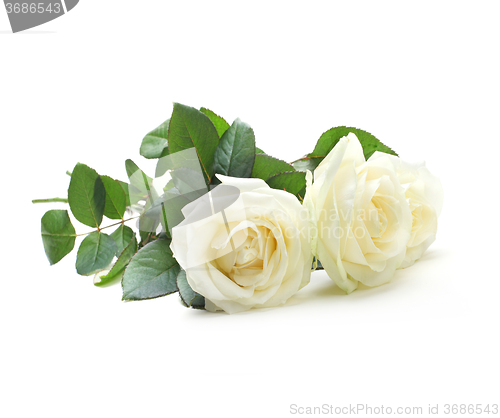 Image of three white roses isolated on white