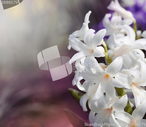 Image of White hyacinth