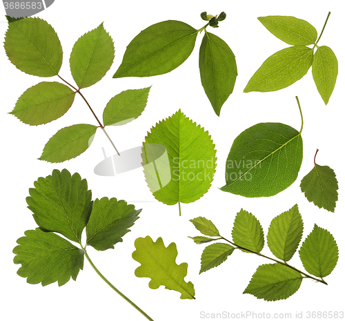 Image of set of isolated green leaf