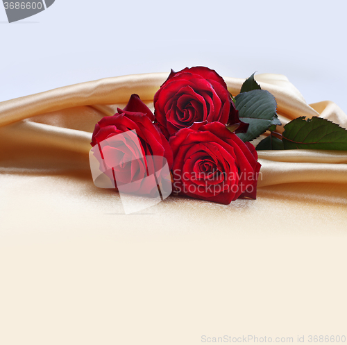 Image of red roses on silk background