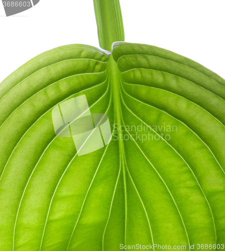 Image of green leaf close up