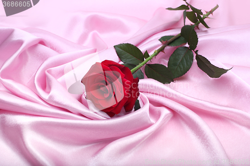 Image of red rose on pink silk background