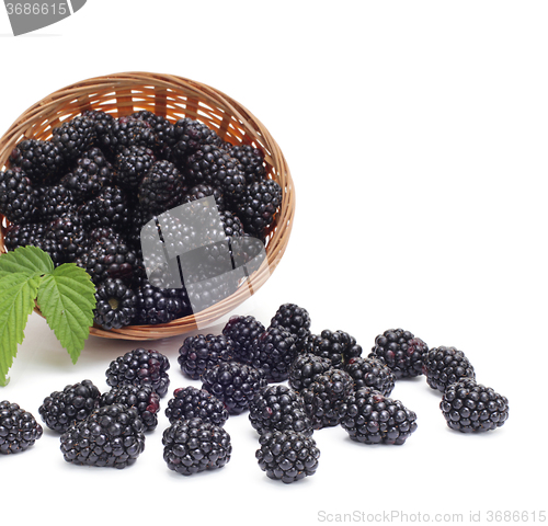 Image of Fresh blackberry with leaf in basket